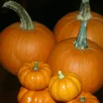 The pumpkin, to combine with the more-than-perfect of parrot