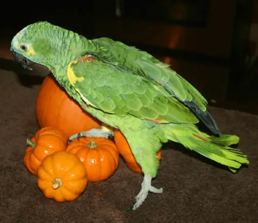 can my parrot eat pumpkin seeds