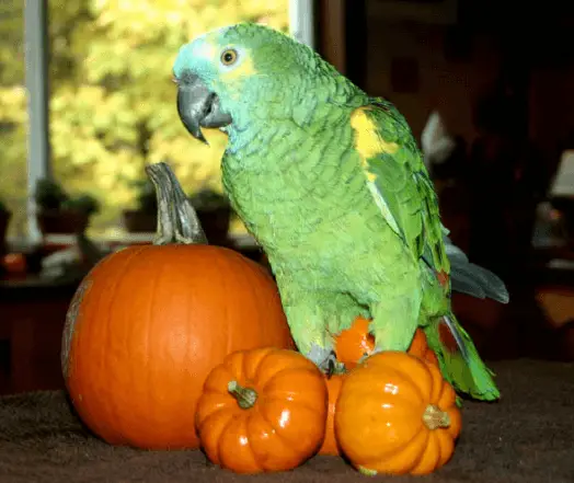 The pumpkin, to combine with the more-than-perfect of parrot