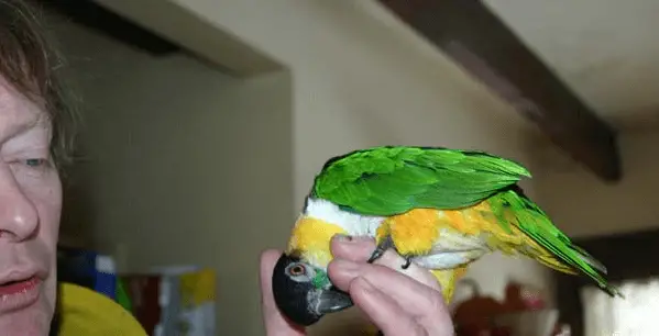 The temperament and personality of the parrot