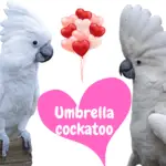 Umbrella cockatoo