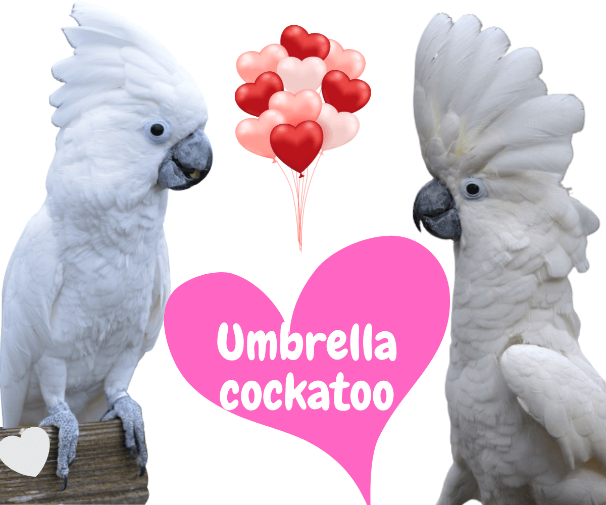 Umbrella cockatoo
