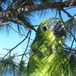 Vitamin A deficiency in parrots