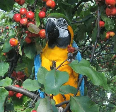 What threatens our birds of the parrots outside
