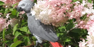 What threatens our birds of the parrots outside