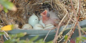 Wild baby birds