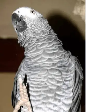 Your parrot is talking to you ... look at it