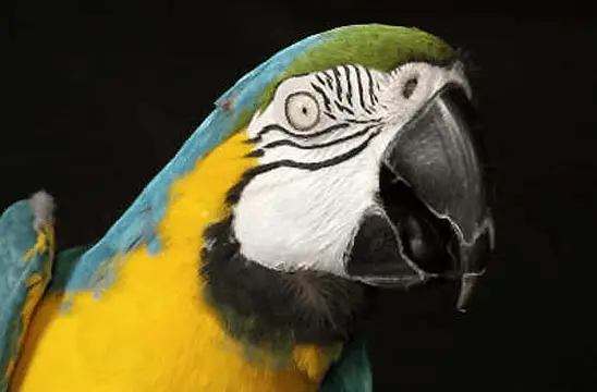 Your parrot is talking to you ... look at it