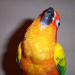 Zinc poisoning of parrot