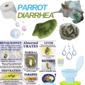 Cockatiel diarrhea - Symptoms | How to treat polyuria in birds