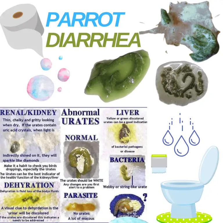 Parrot Diarrhea or polyuria Polyuria In Birds Parakeet Poop Chart