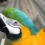 call of the parrot