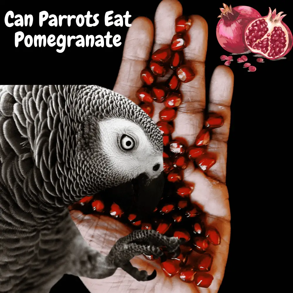 Can parrots eat pomegranate