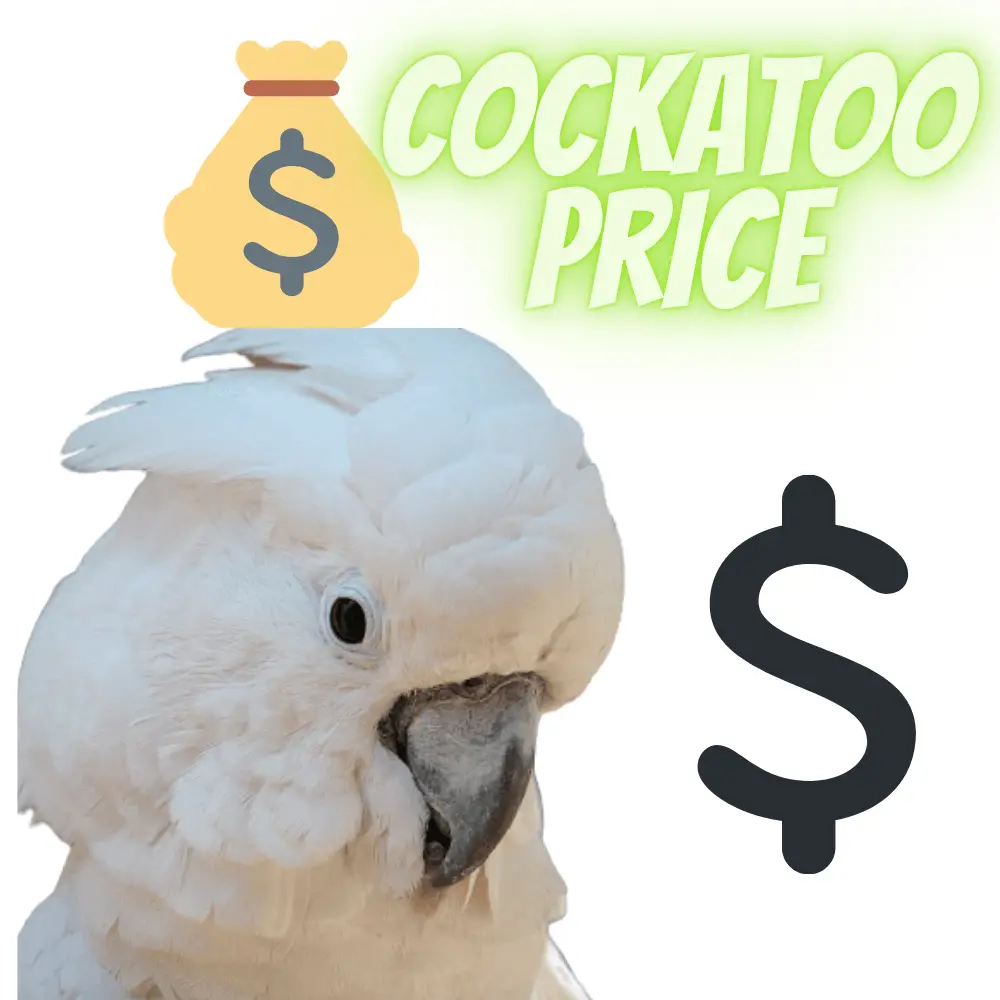 umbrella cockatoo price