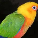 food of parrots