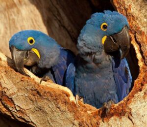 Macaw Hyacinth - habitat Description Breeding diet