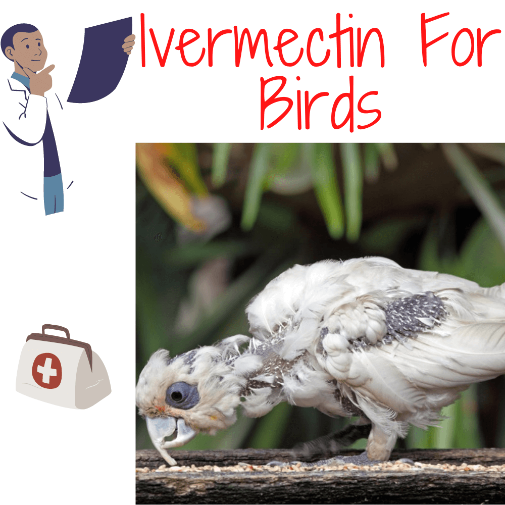 ivermectin for birds
