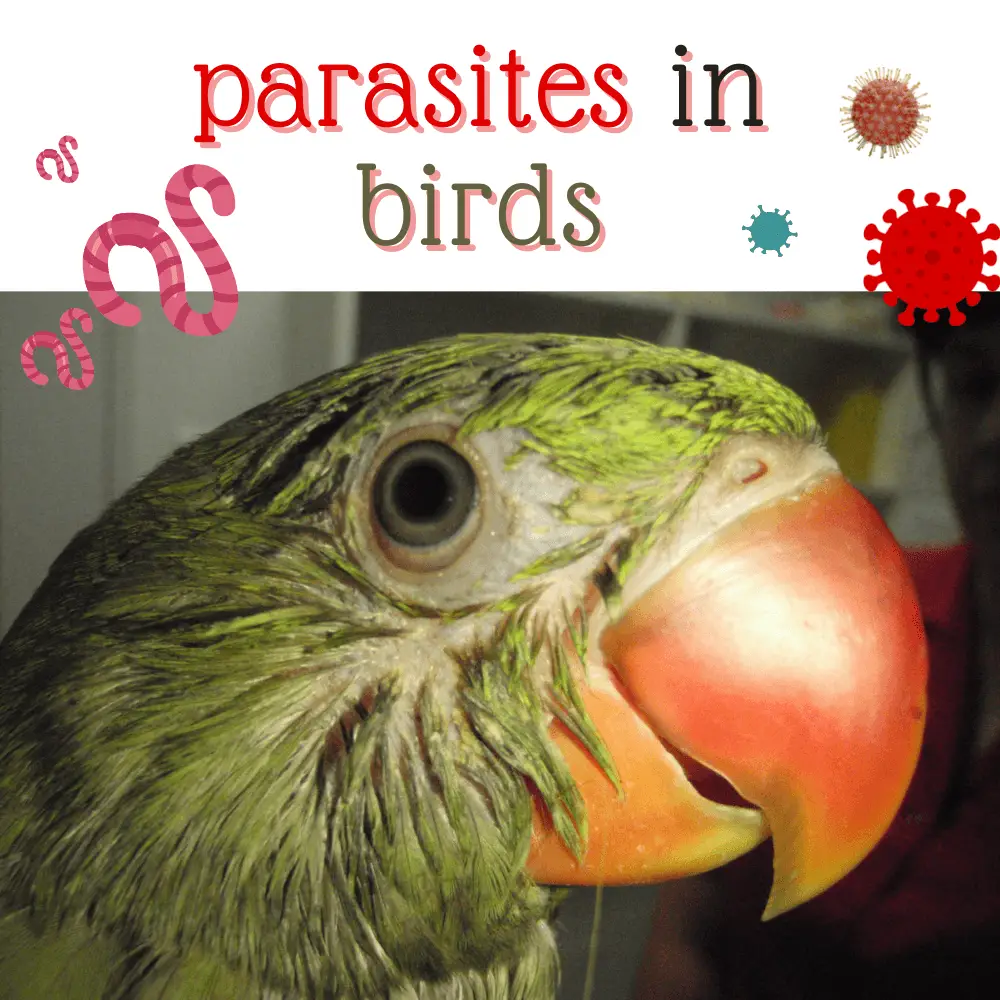 parasites in birds