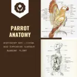 parrot anatomy