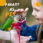parrot as a pet