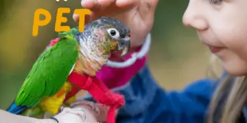 parrot as a pet