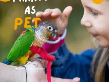 parrot as a pet