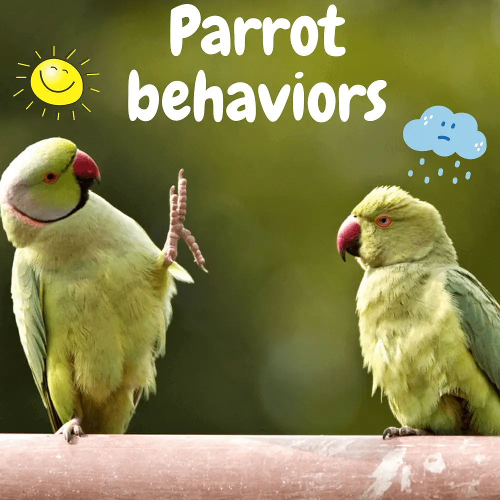 parrot behaviors
