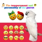 parrot personality