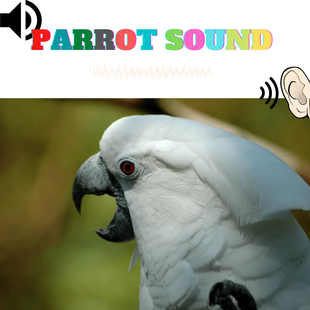 Parrot Sound - parrot sounds and what they mean,