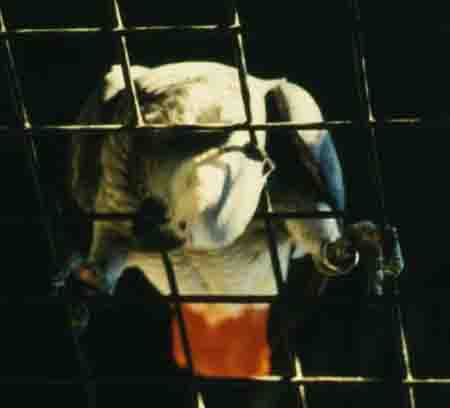 parrots in prison