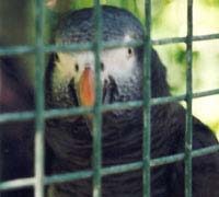 parrots in prison