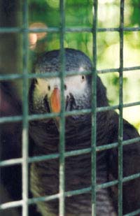 parrots in prison