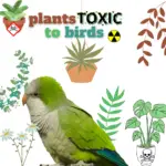 plants toxic to birds