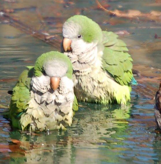 quaker parrot pictures