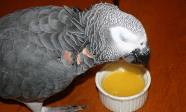 store food of parrot