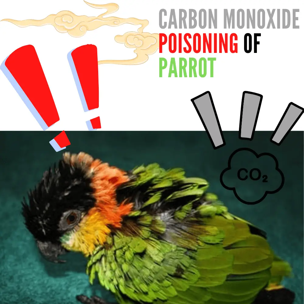 symptoms of carbon monoxide poisoning in birds