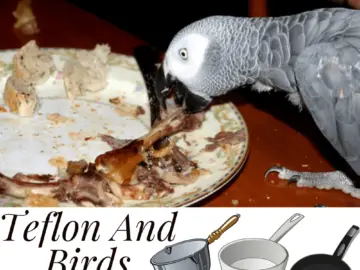 teflon and birds