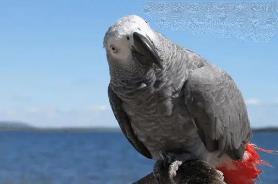 the parrot African Gray