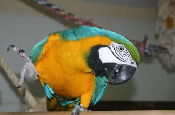 the parrot and Cocoa