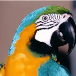 the parrot and Cocoa