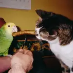 the parrot and bites of Cat