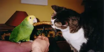 the parrot and bites of Cat