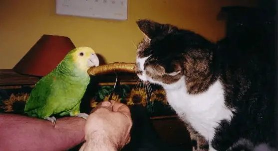 the parrot and bites of Cat