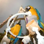 toys of parrot