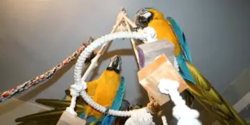 toys of parrot