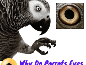 why do parrots eyes dilate when they talk