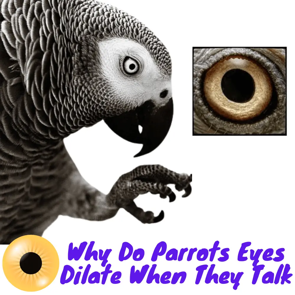 why do parrots eyes dilate when they talk