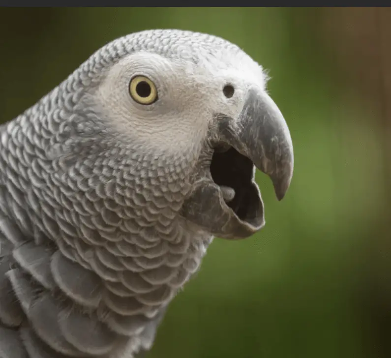 African Grey Parrot Talking