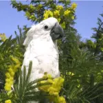 Australian tea tree oil a danger for parrots