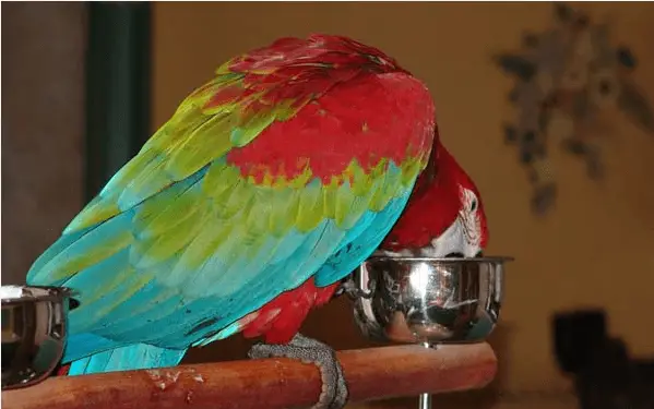 Bacterial contamination of parrot water